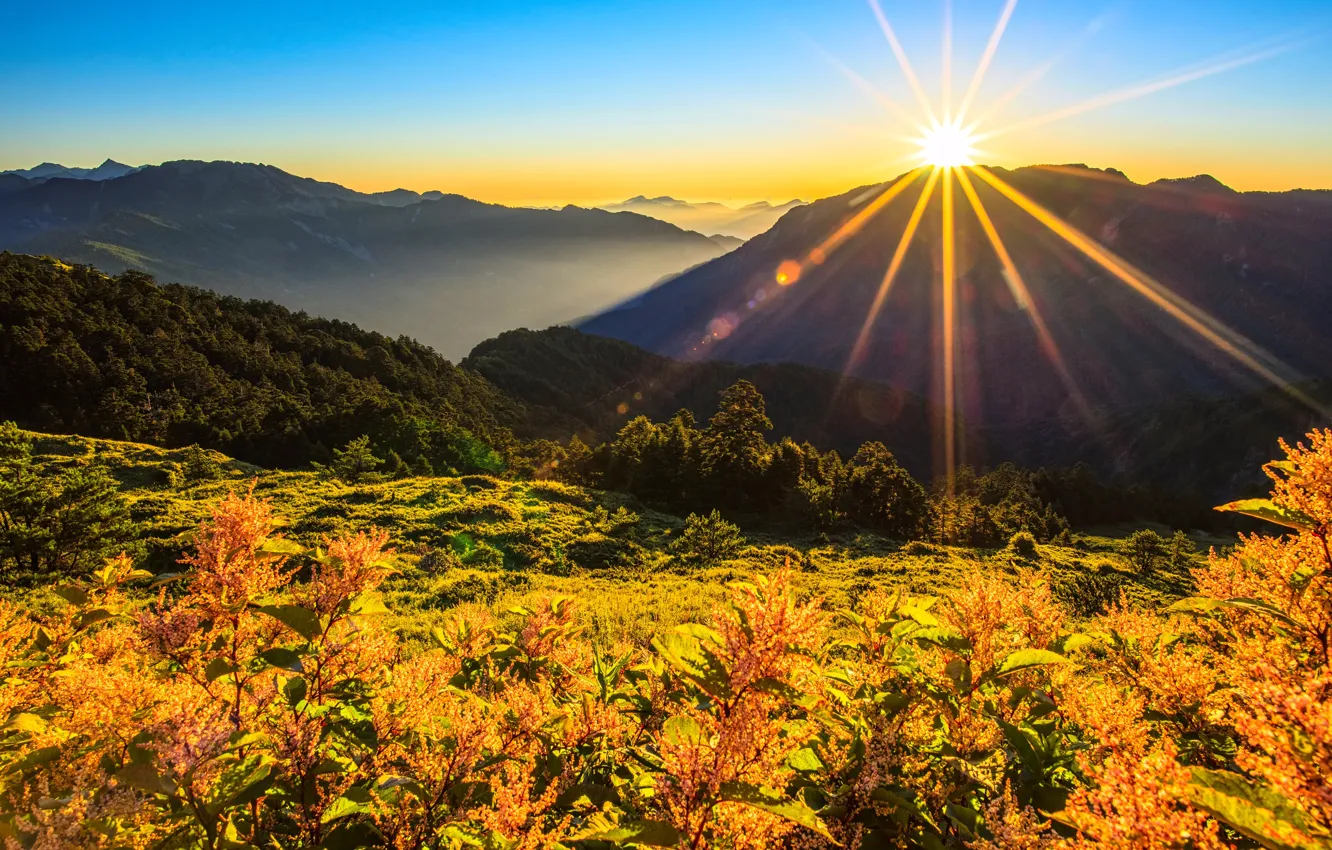 Фото обои солнце, лучи, цветы, горы, яркий свет, растения, Таиланд