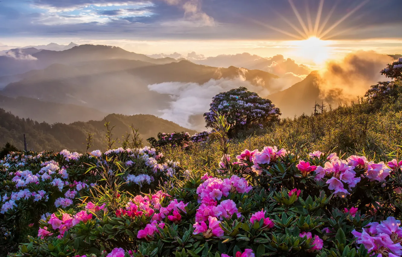 Фото обои цветы, горы, утро