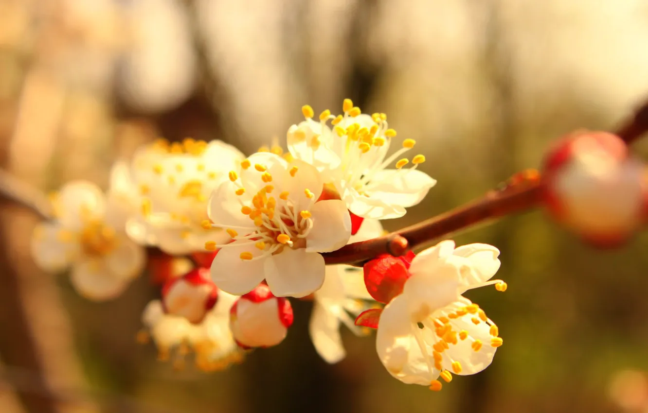 Фото обои цветы, дерево, ветка, весна, абрикос