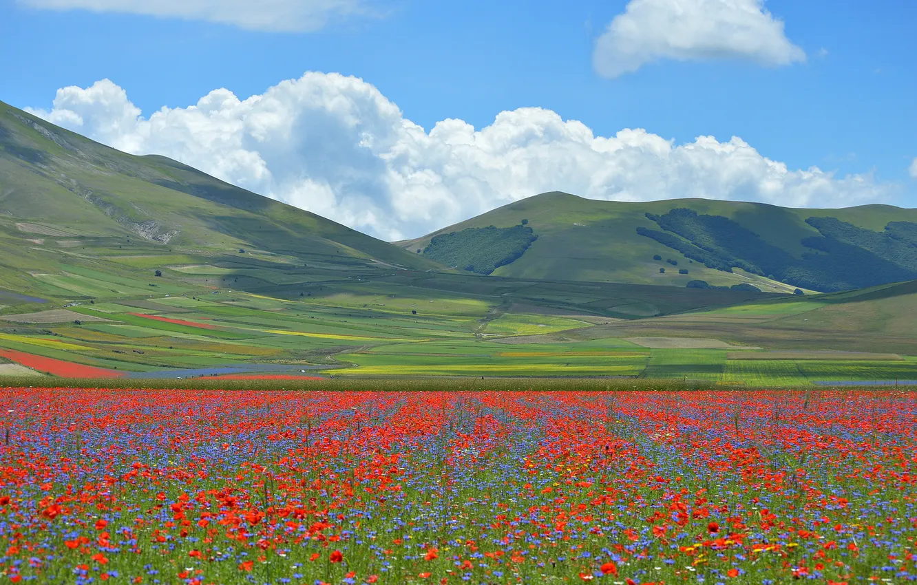 Фото обои трава, цветы, горы, маки, луг, Италия