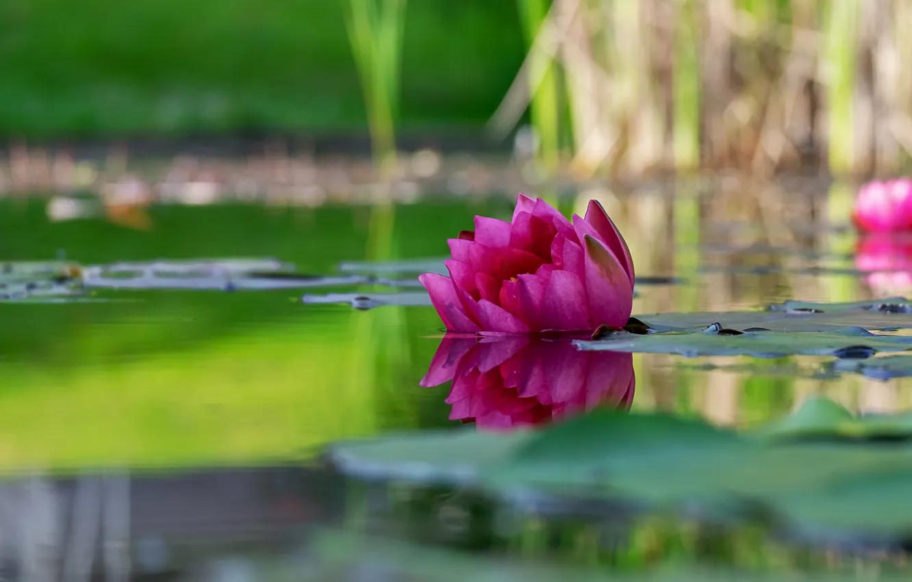 Фото обои листья, вода, природа, пруд, отражение, фон, розовая, лилия