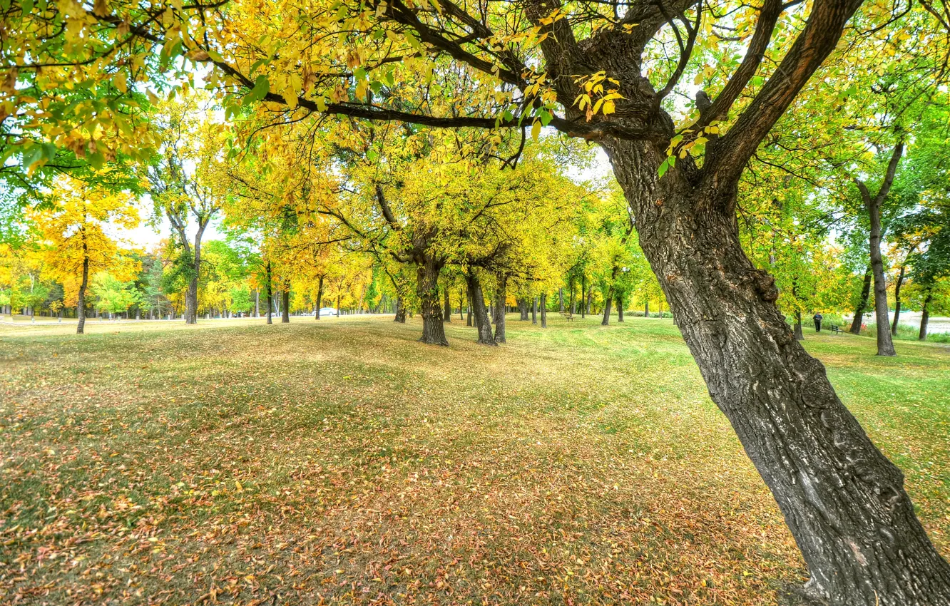 Фото обои осень, листья, скамейка, парк, дерево