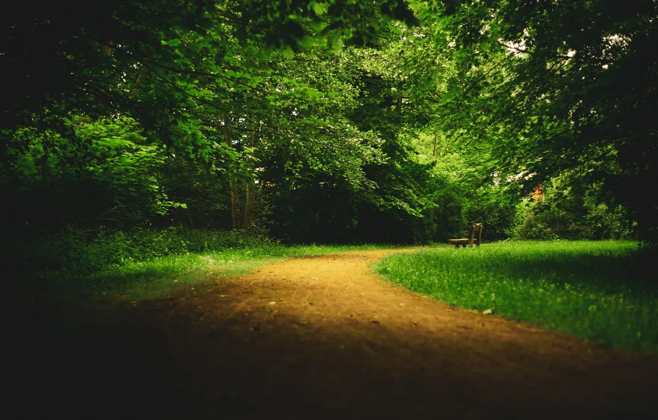 Фото обои парк, аллея, тропинка, скамья