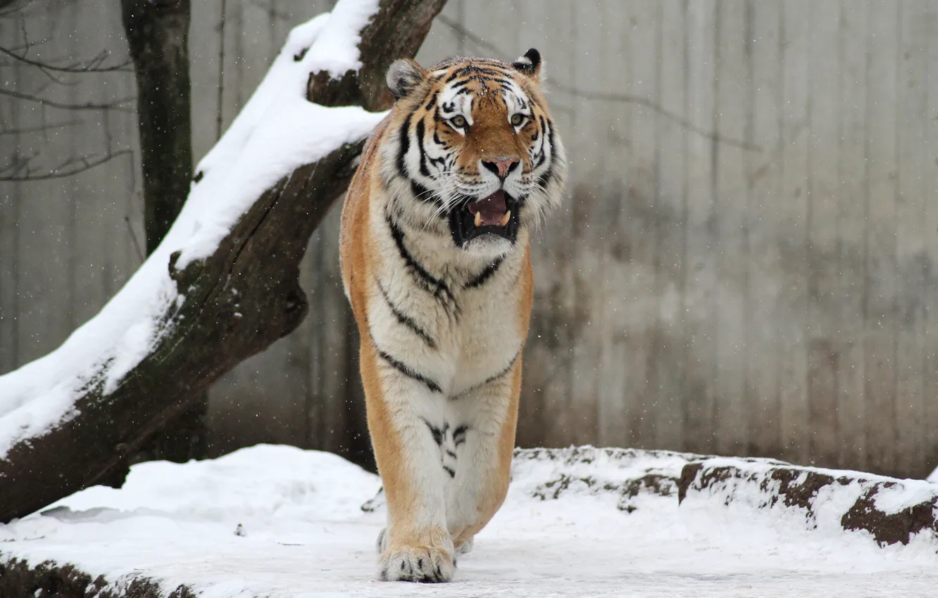 Фото обои кошка, снег, тигр, дерево, амурский