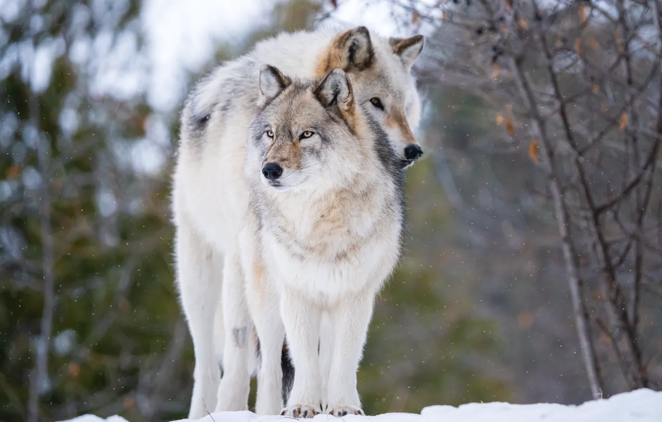 Фото обои зима, лес, морда, снег, ветки, поза, серый, волк