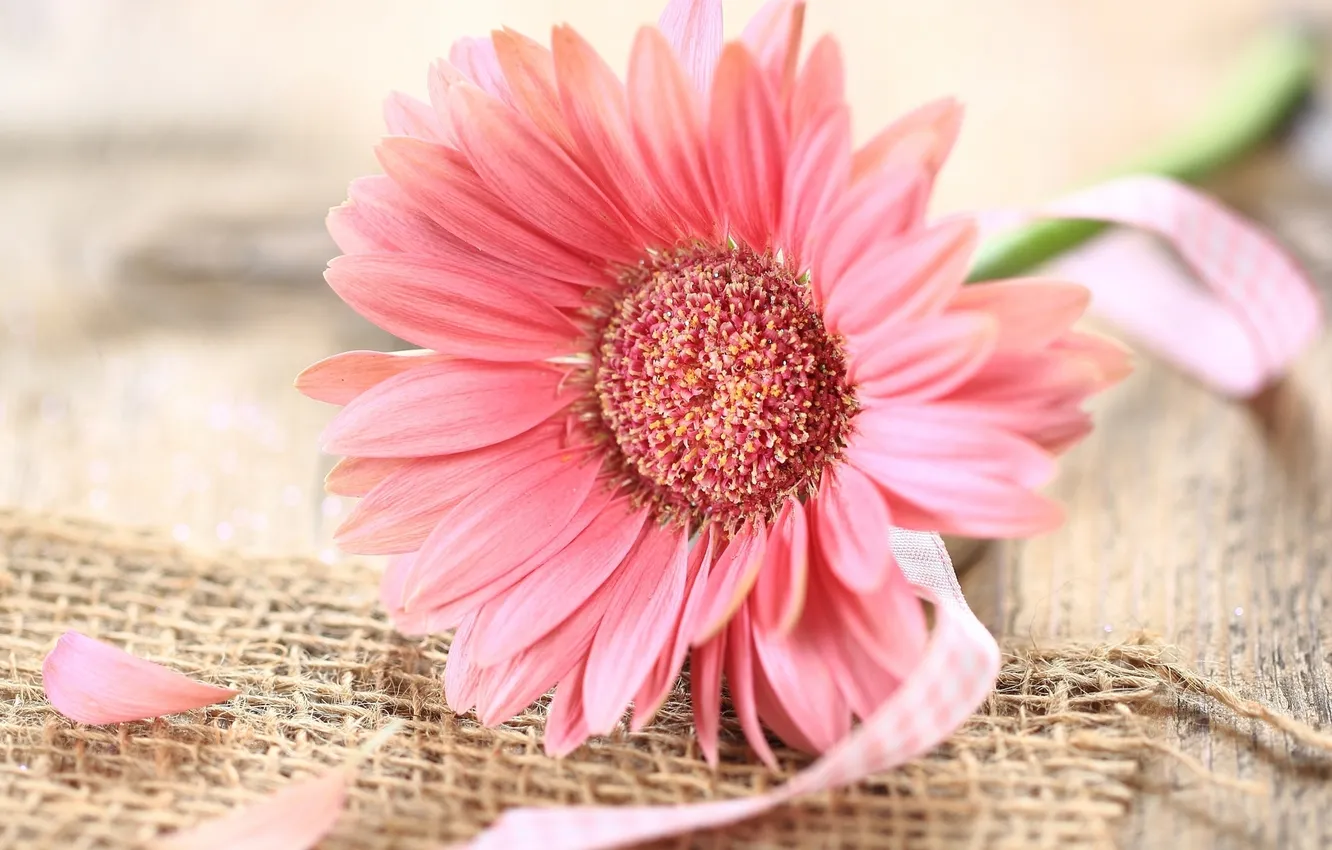 Фото обои цветок, розовая, ленточка, гербера