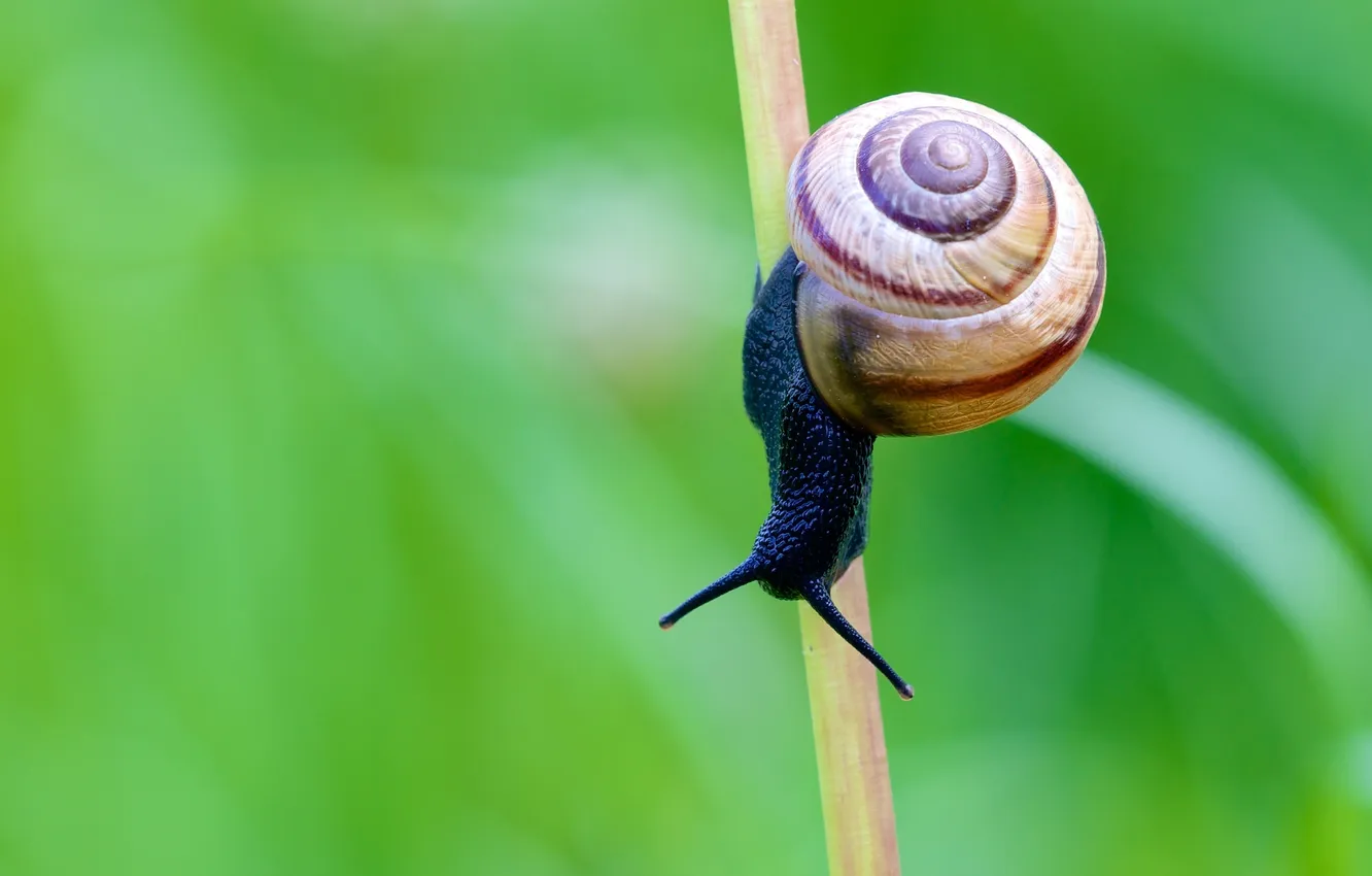 Фото обои улитка, стебель, усики, shell, snail, stalk, antennae, оболочка