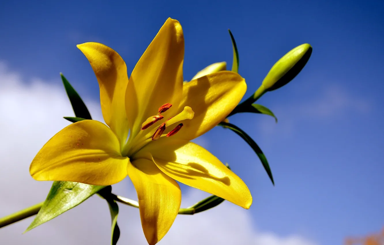 Фото обои цветок, фон, лилия, жёлтая лилия