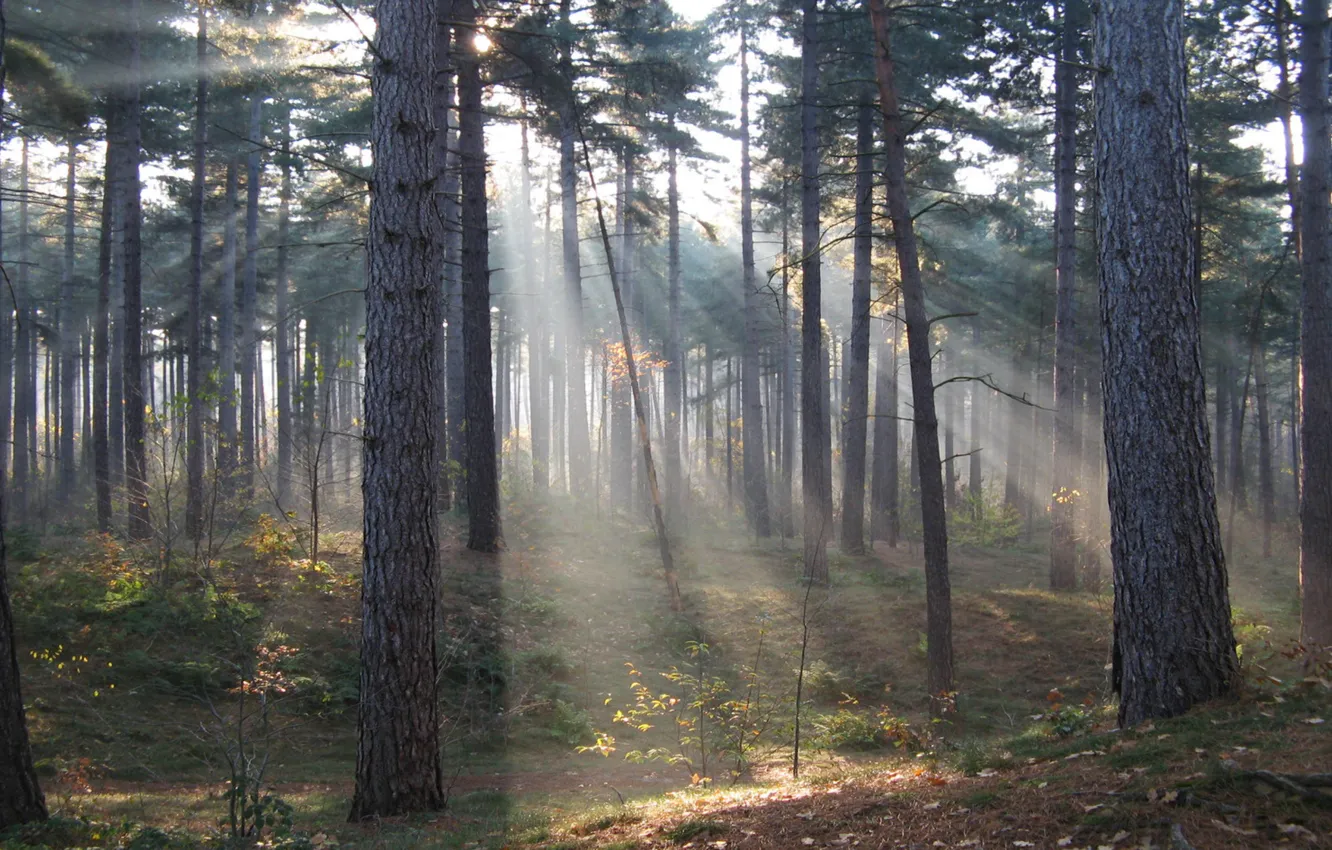 Фото обои forest, nature, rays, sun, fog