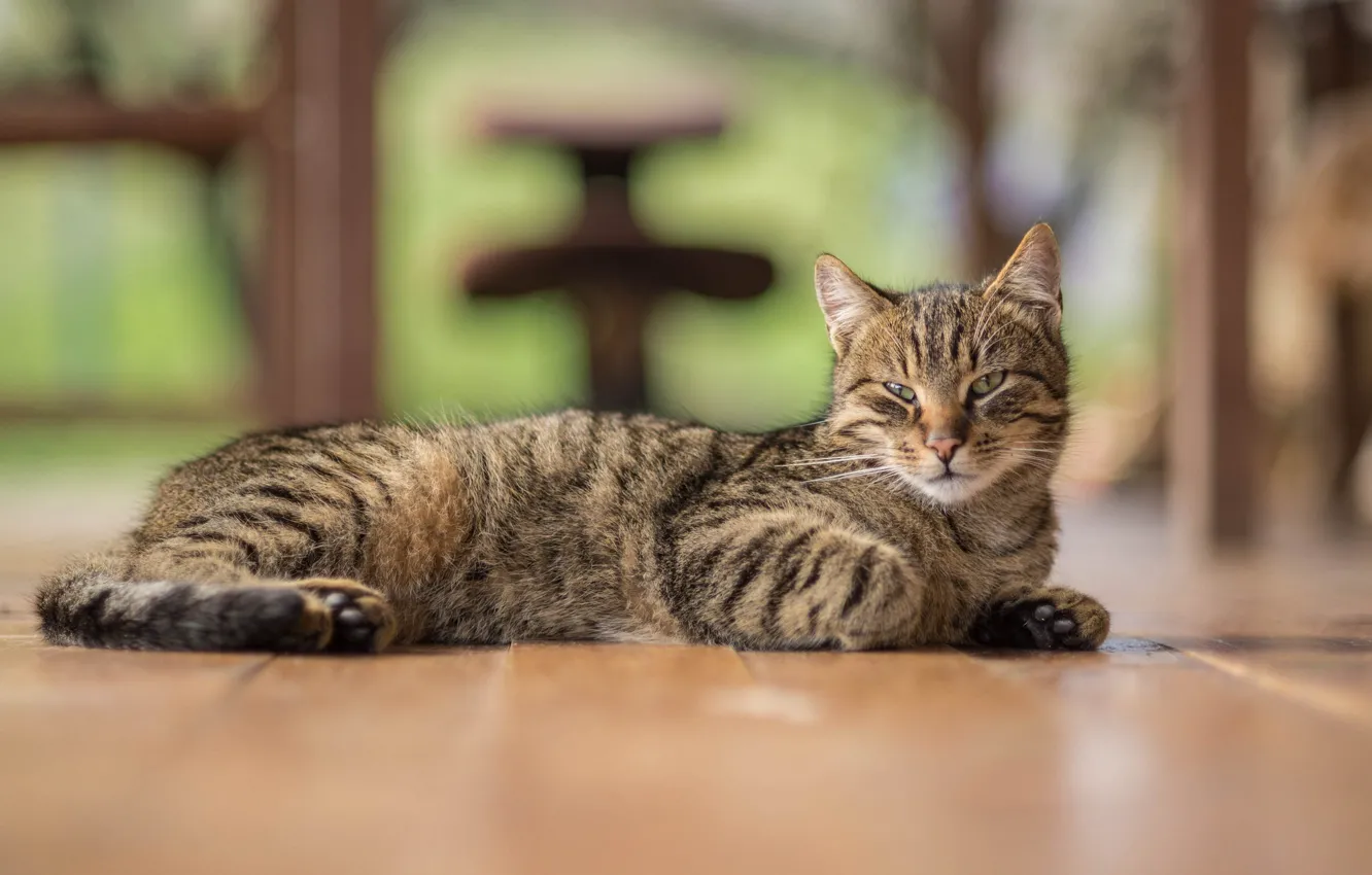 Фото обои взгляд, лежит, котейка