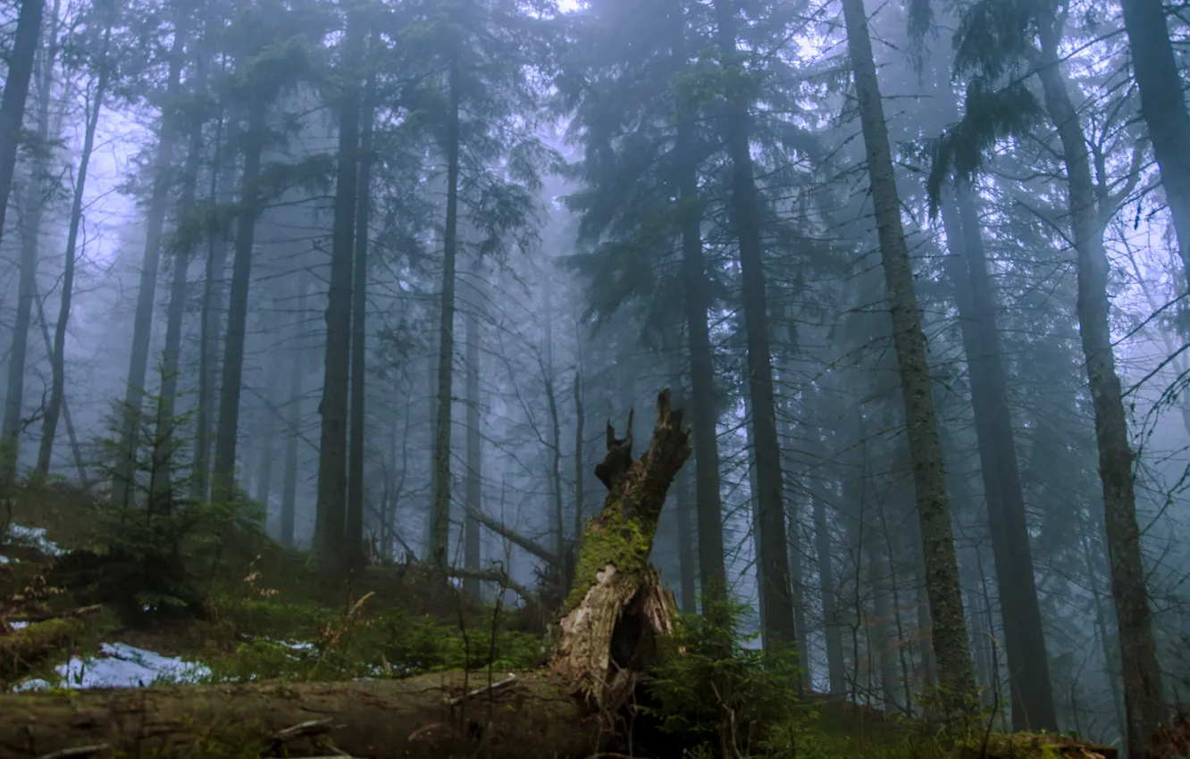 Фото обои лес, деревья, природа, туман, сумерки, Украина, Ukraine, Карпаты