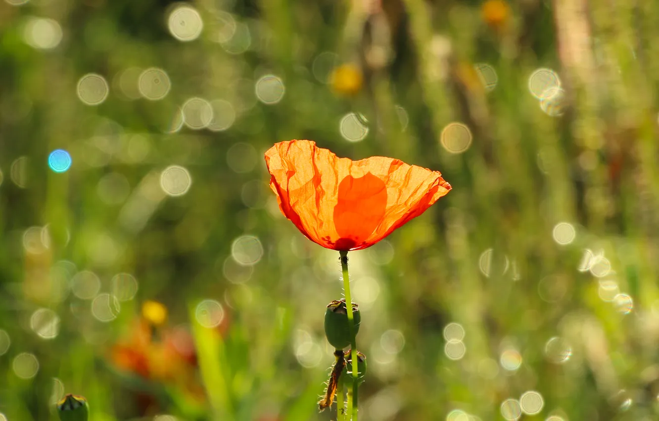 Фото обои red, flower, poppy