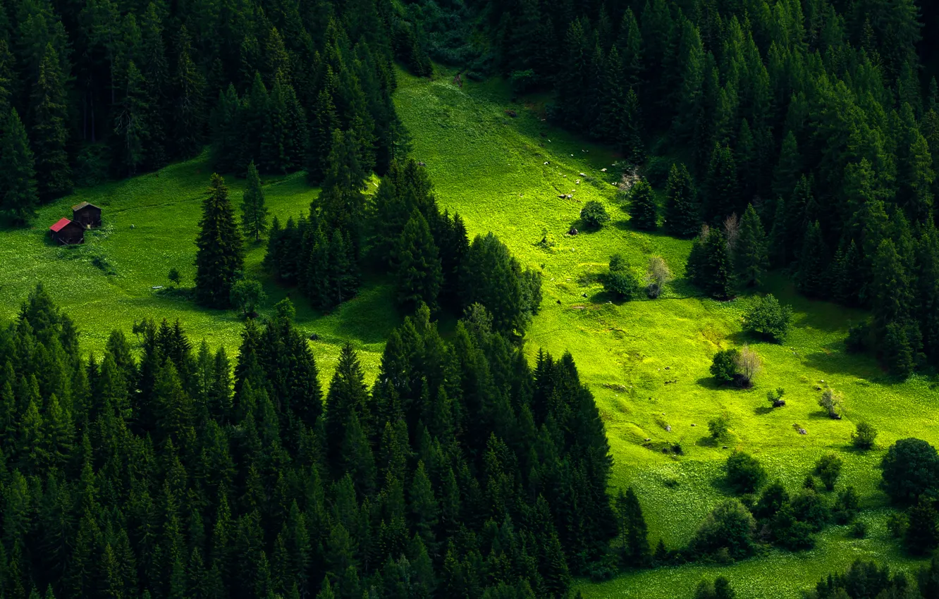 Фото обои зелень, трава, деревья, гора, Швейцария, склон, луг, домики