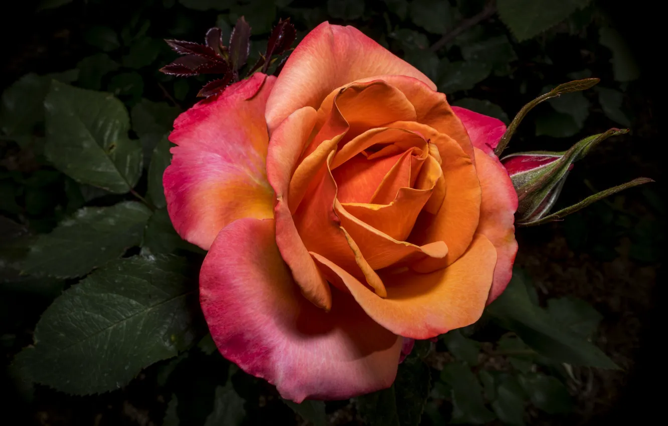Фото обои цветок, крупный план, роза