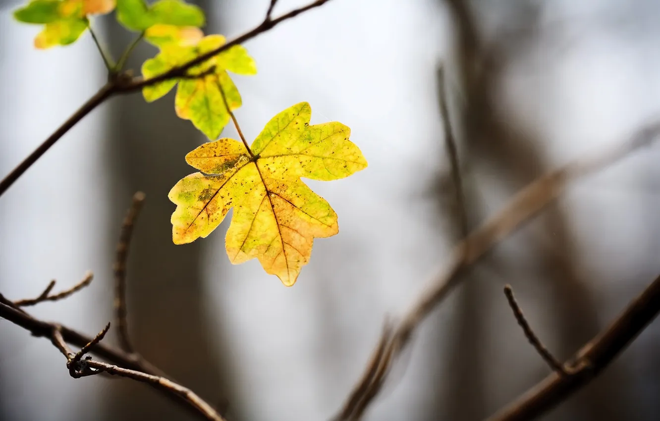 Фото обои осень, свет, фон, ветка, жёлтые, листики, последние