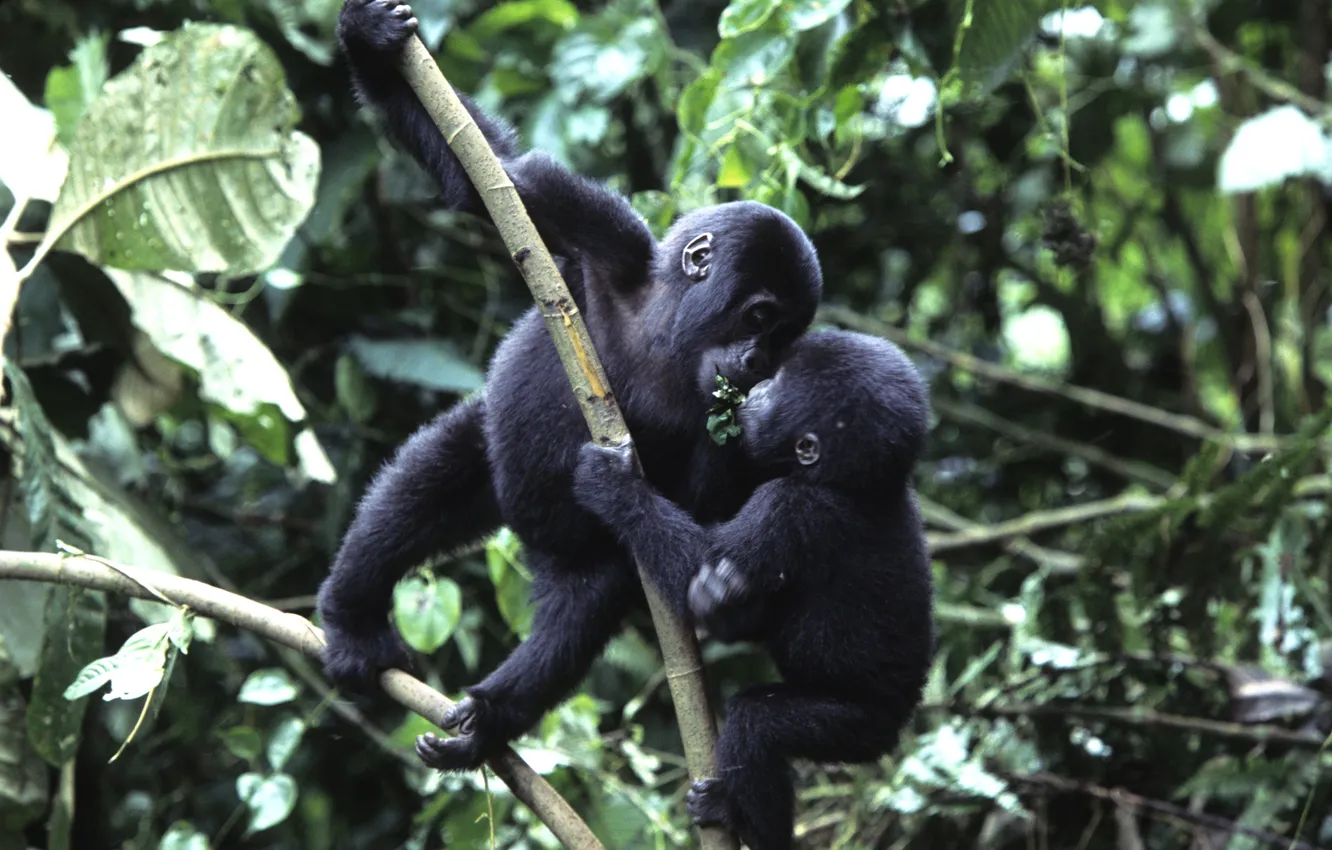 Фото обои малыши, гориллы, mountain gorilla