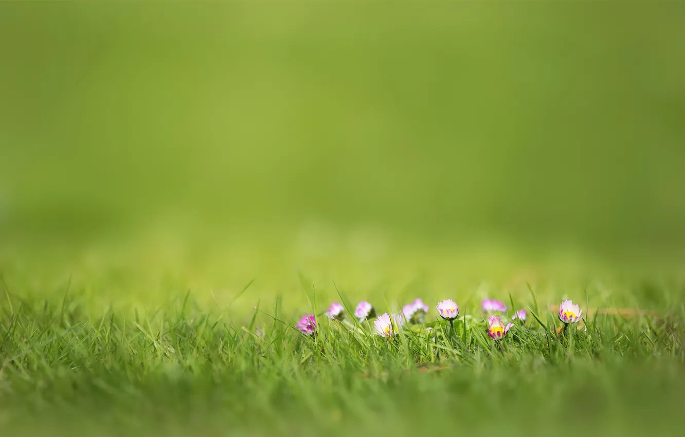 Фото обои трава, цветы, природа, розовый, размытость, маргаритки, фокуc