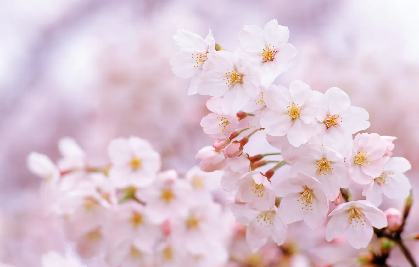Фото обои цветы, природа, вишня, ветка, весна, сакура, цветение