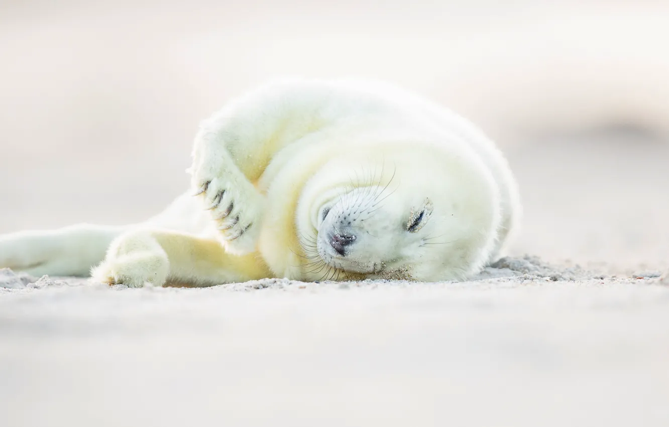 Фото обои белый, детёныш, длинномордый тюлень, горбоносый тюлень, тевяк, серый тюлень, Halichoerus grypus