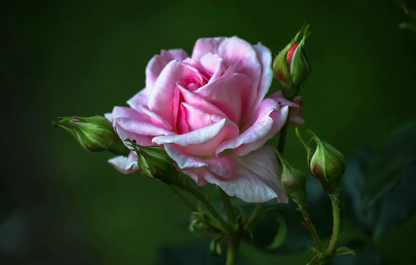 Фото обои крупный план, размытый задний фон, розовая роза