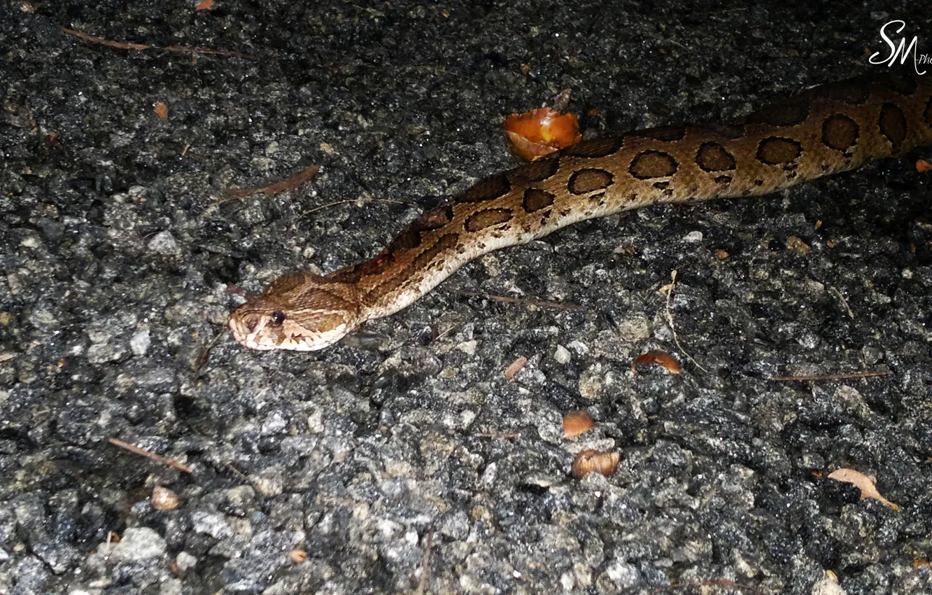 Фото обои Snake, Night, Real, Flash, Stones