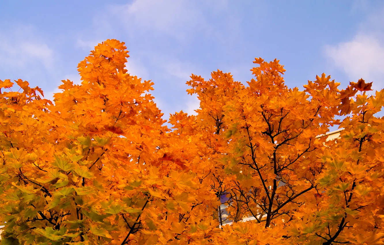 Фото обои Sky, Tree, Autumn, Trees, Leaves, Maple, Organge