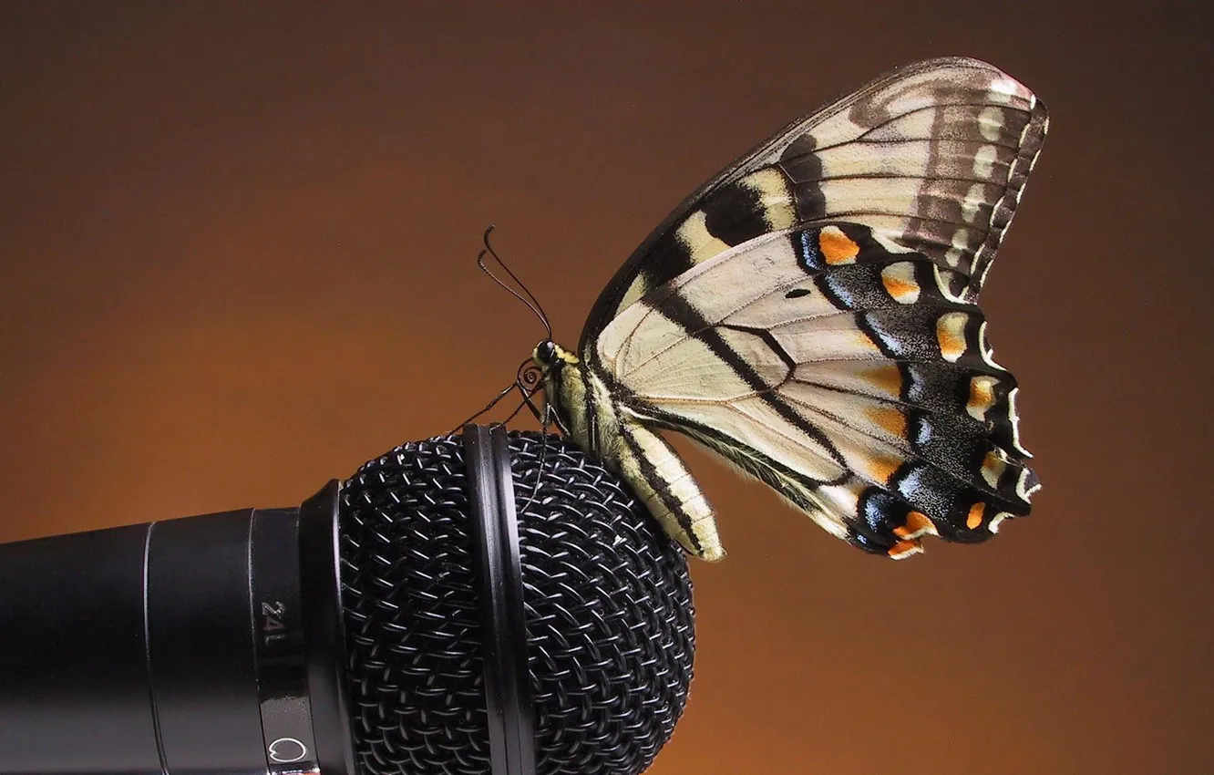 Фото обои бабочка, микрофон, сидит