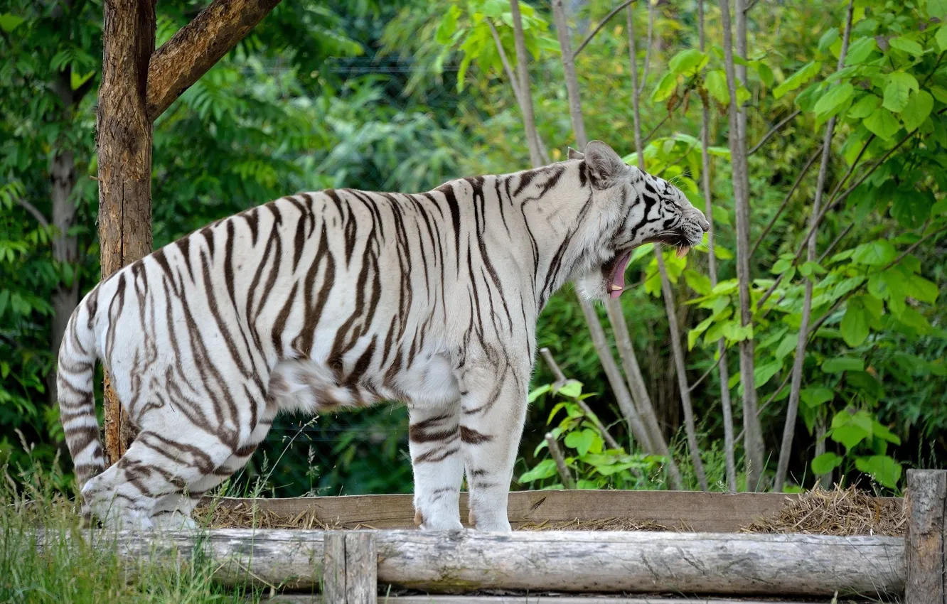 Фото обои хищник, пасть, клыки, белый тигр, дикая кошка, зевает