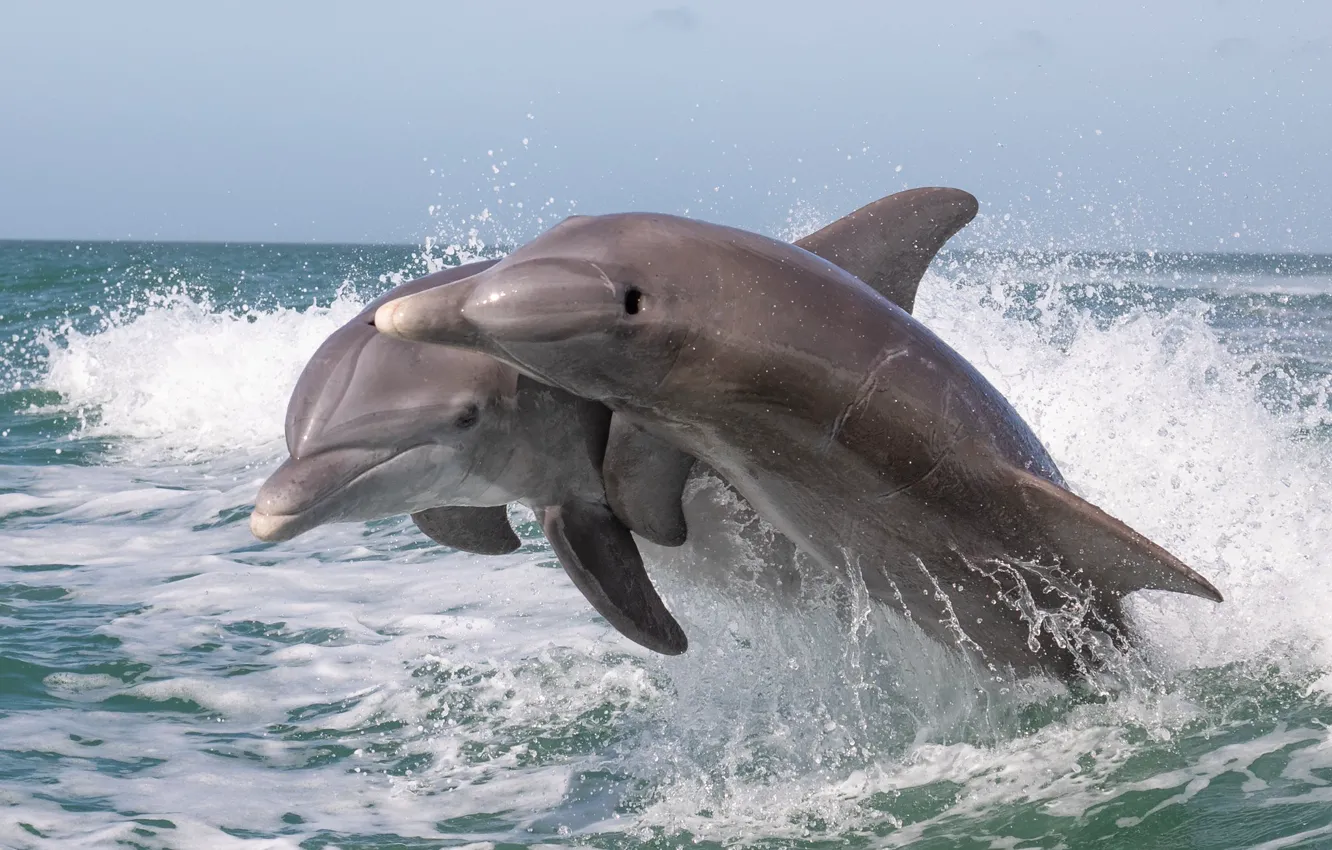 Фото обои брызги, океан, дельфины, парочка