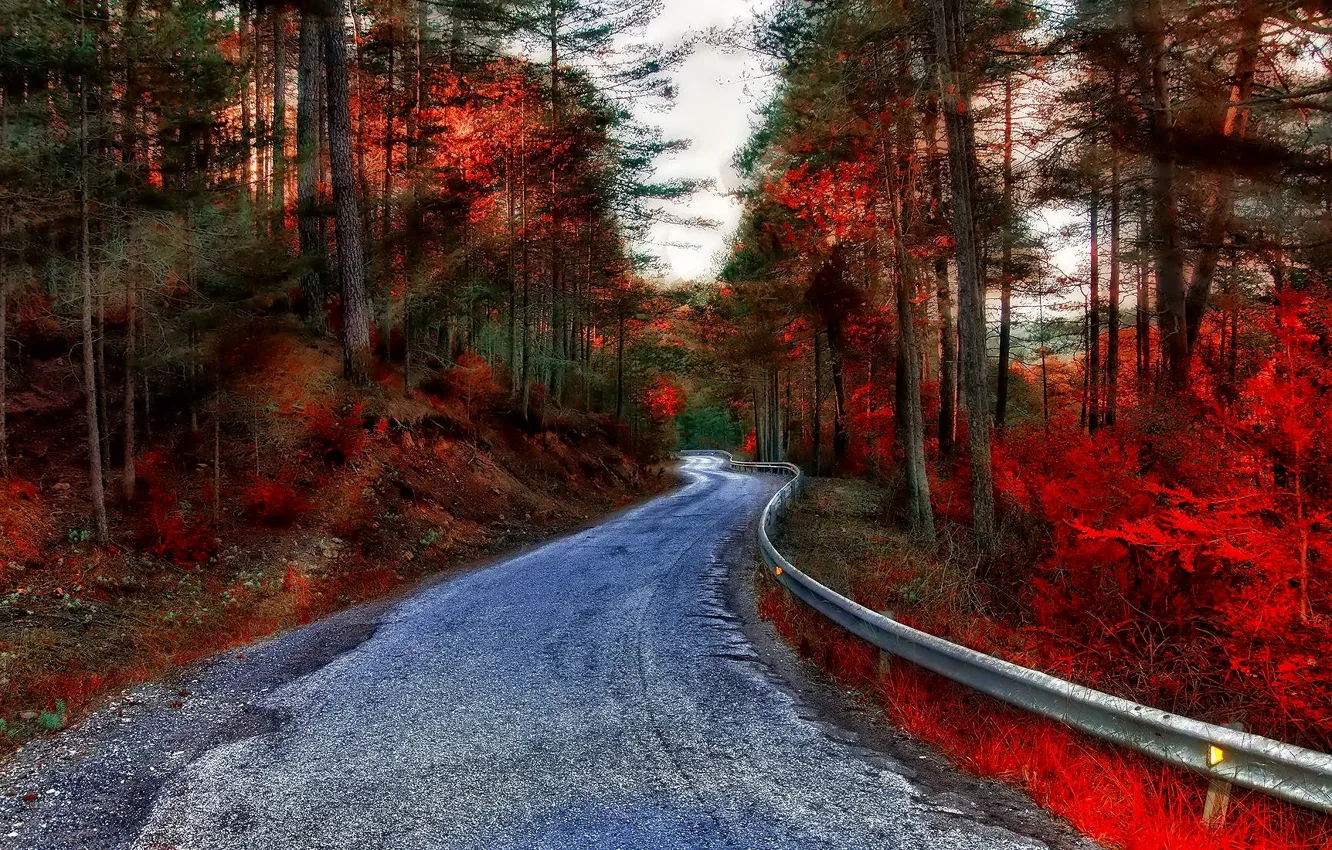 Фото обои дорога, осень, лес, лучи, деревья