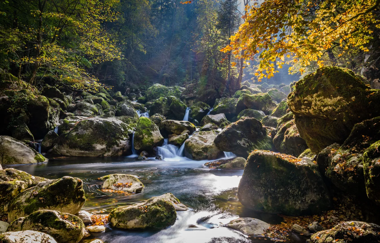 Фото обои осень, лес, вода, природа, река, камни