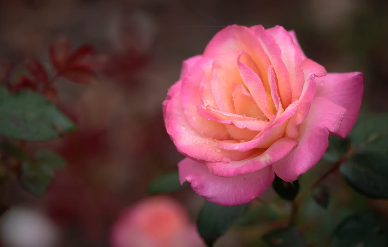 Фото обои капли, макро, розовая, роза, лепестки, бутон