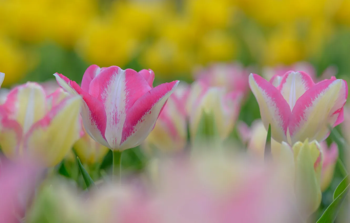 Фото обои тюльпан, весна, цветение, бело-розовый