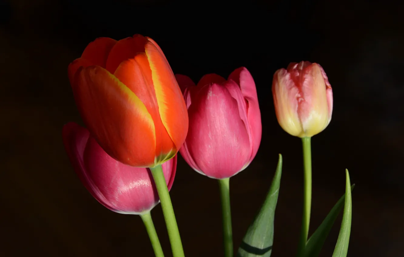 Фото обои Тюльпаны, Flowers, Tulips