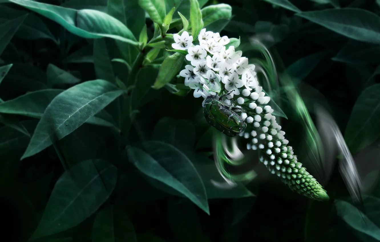Фото обои листья, цветы, жук