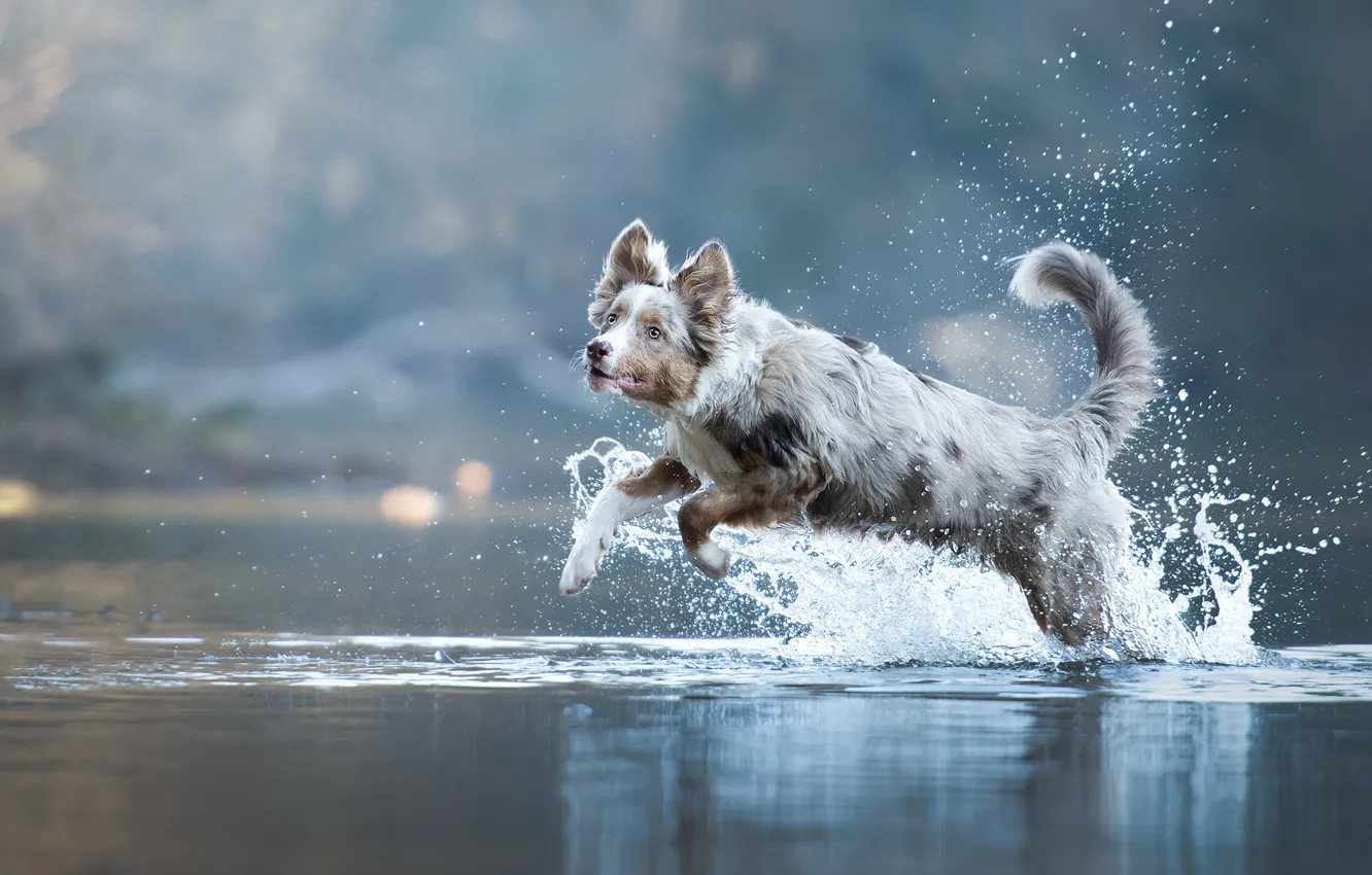 Фото обои вода, брызги, собака, боке, Австралийская овчарка, Аусси