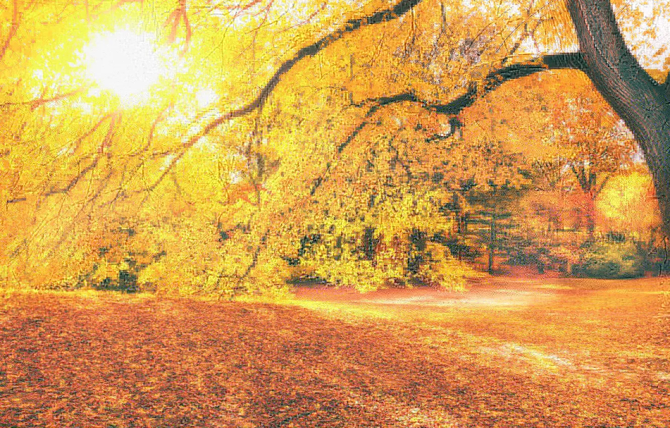 Фото обои осень, листья, солнце, деревья, парк