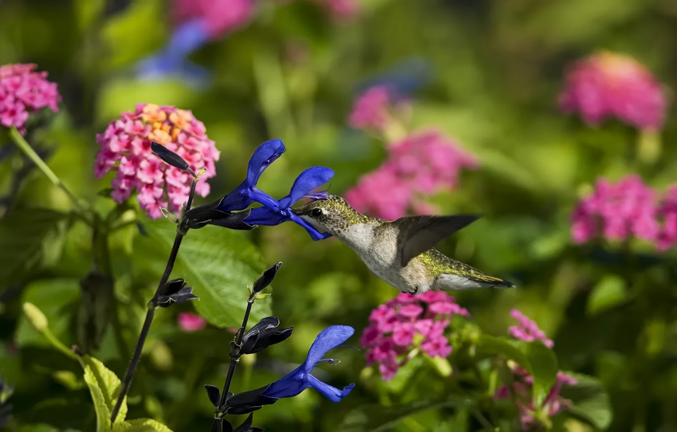 Фото обои цветы, птица, колибри, полевые