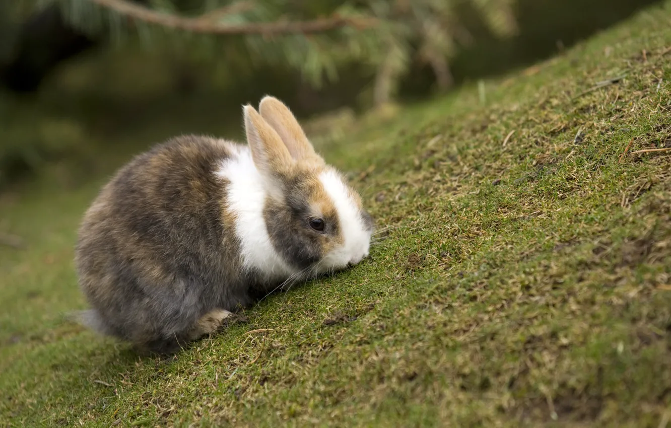 Фото обои трава, кролик, резкость, расцветка