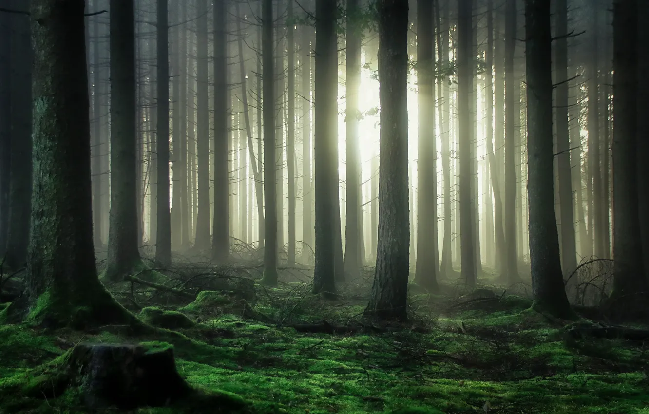 Фото обои лес, свет, деревья, мох, light, forest, trees, moss