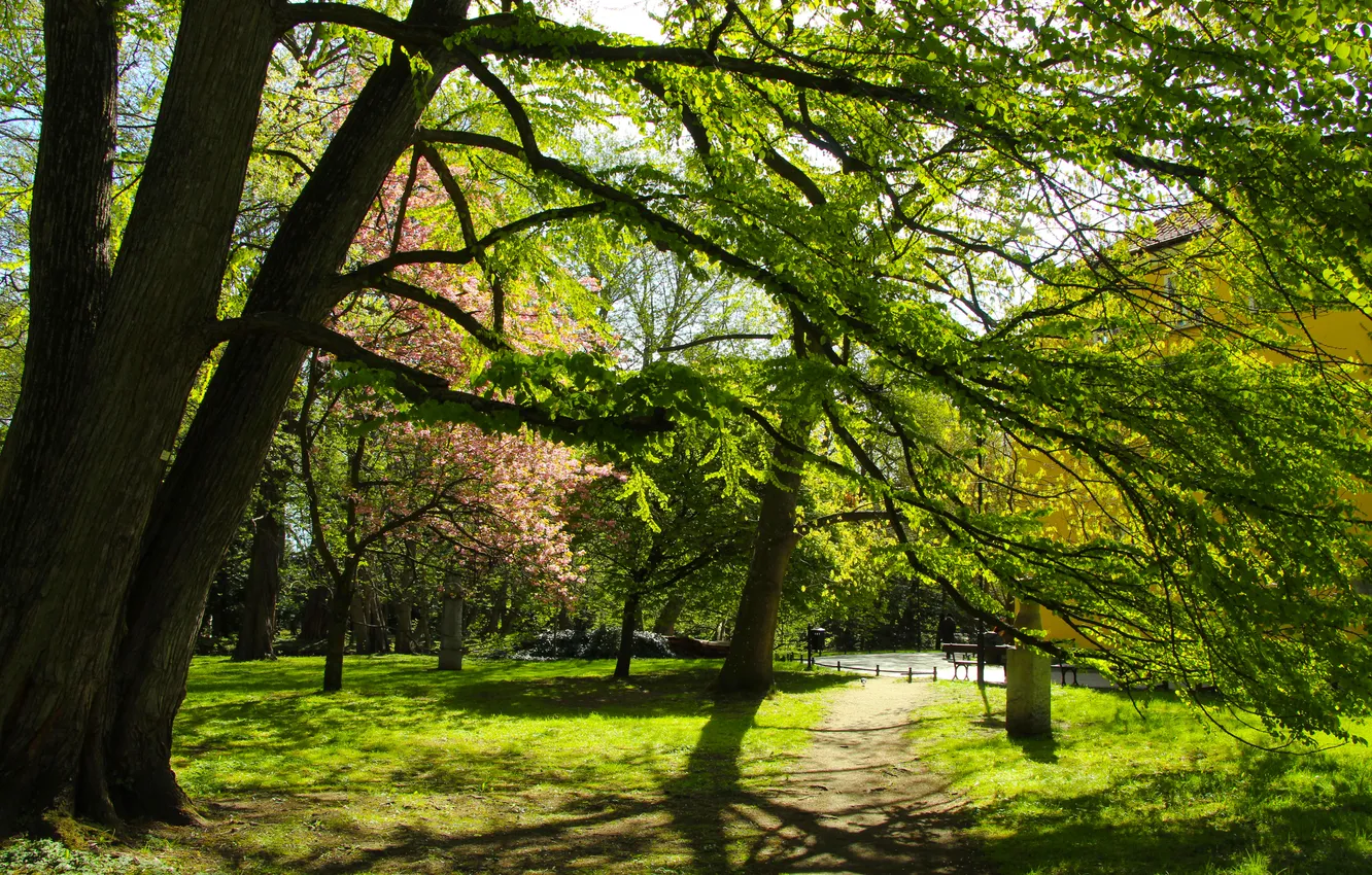 Фото обои trees, park, alley