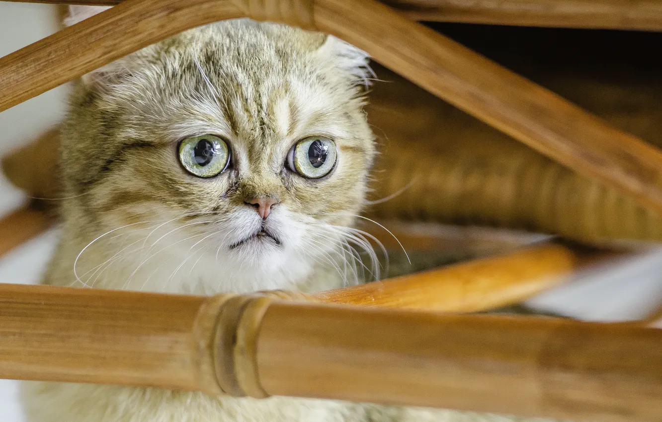 Фото обои кот, взгляд, кошак, Shorthair