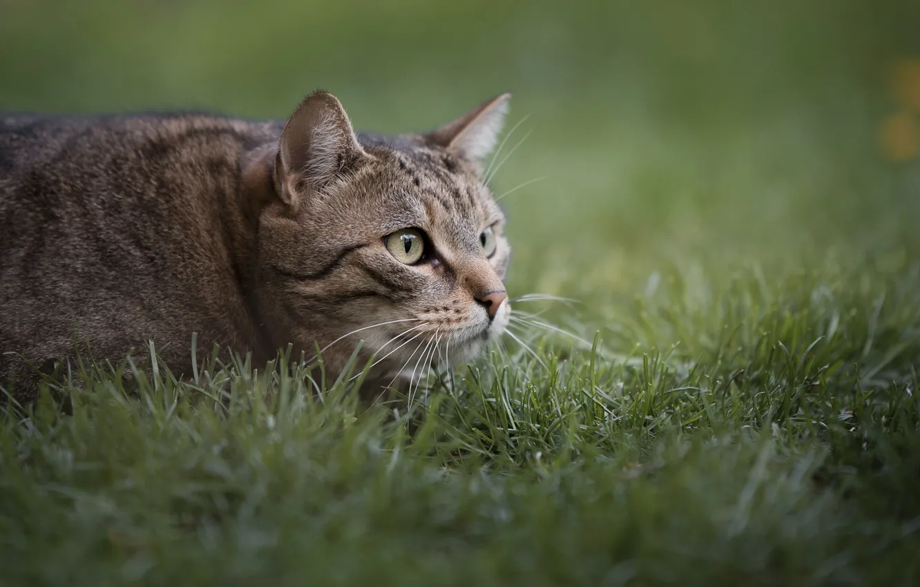 Фото обои трава, кот, охота