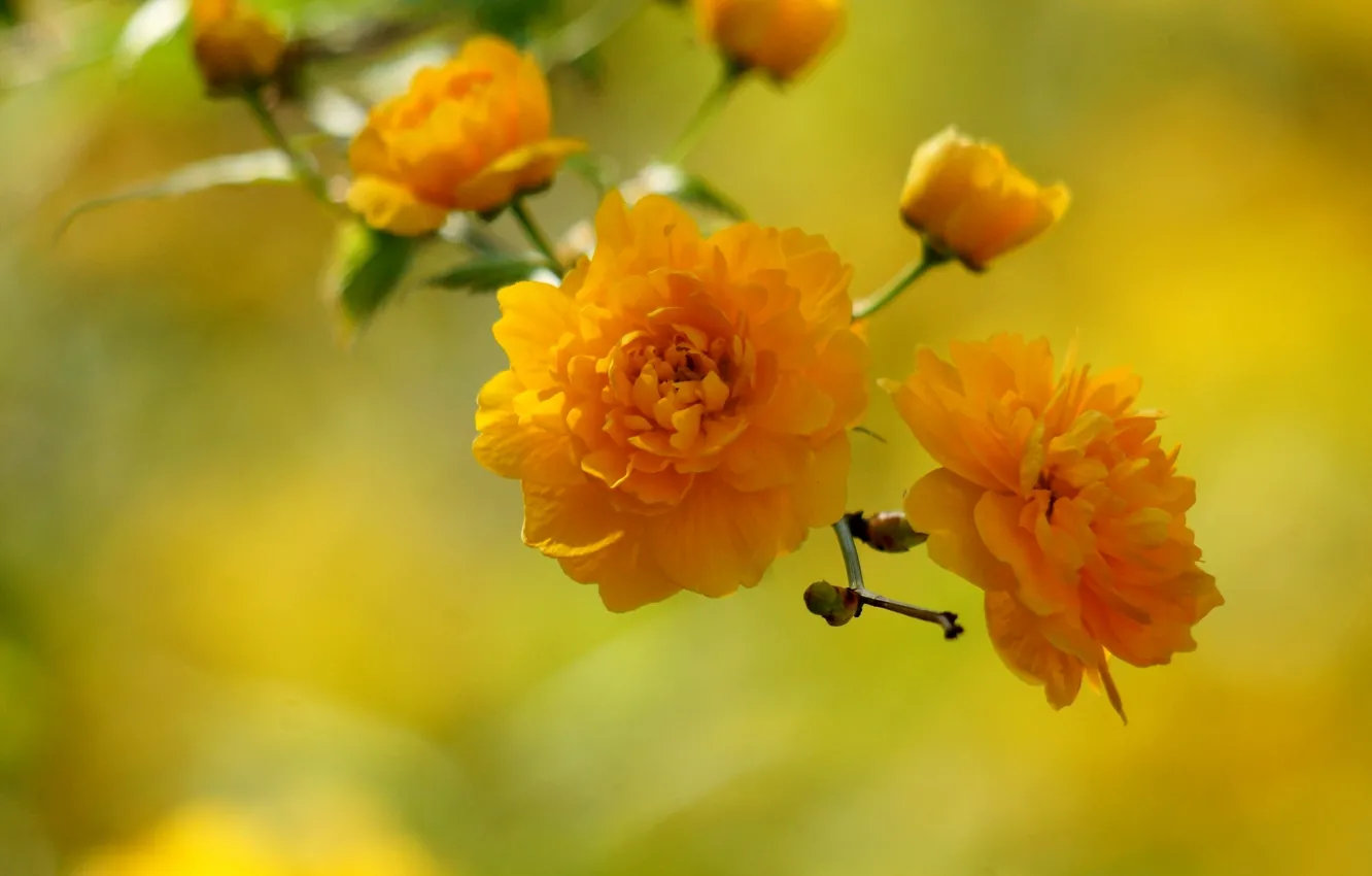 Фото обои цветы, желтые цветочки, вена