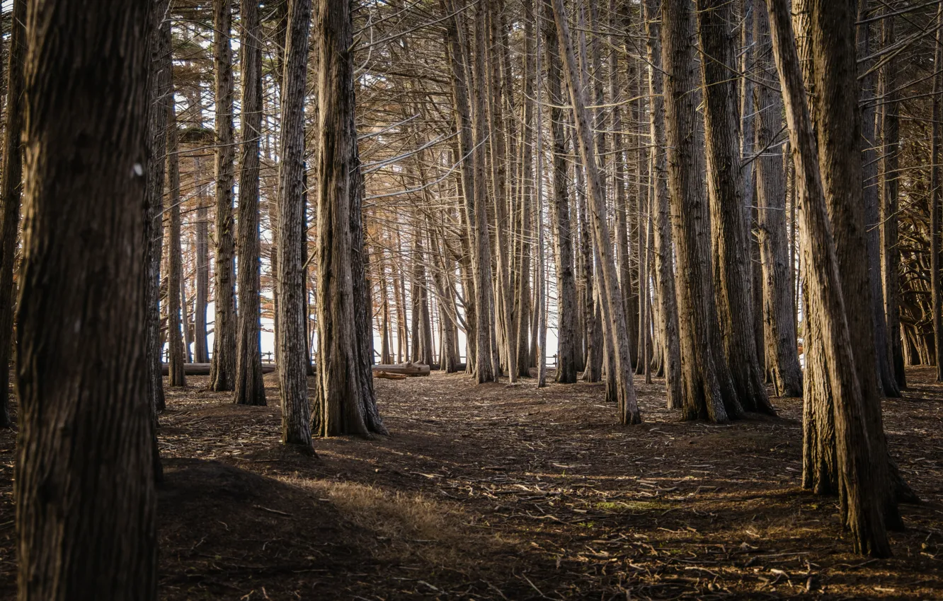 Фото обои graphics, landscape, wood, natural, woodland