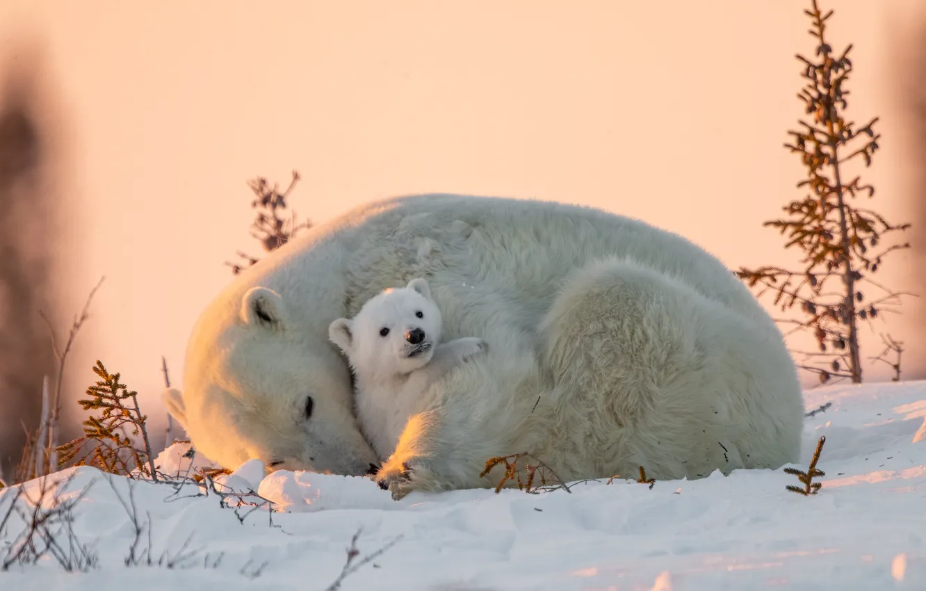 Фото обои зима, животные, снег, природа, хищники, медвежонок, детёныш, белые медведи