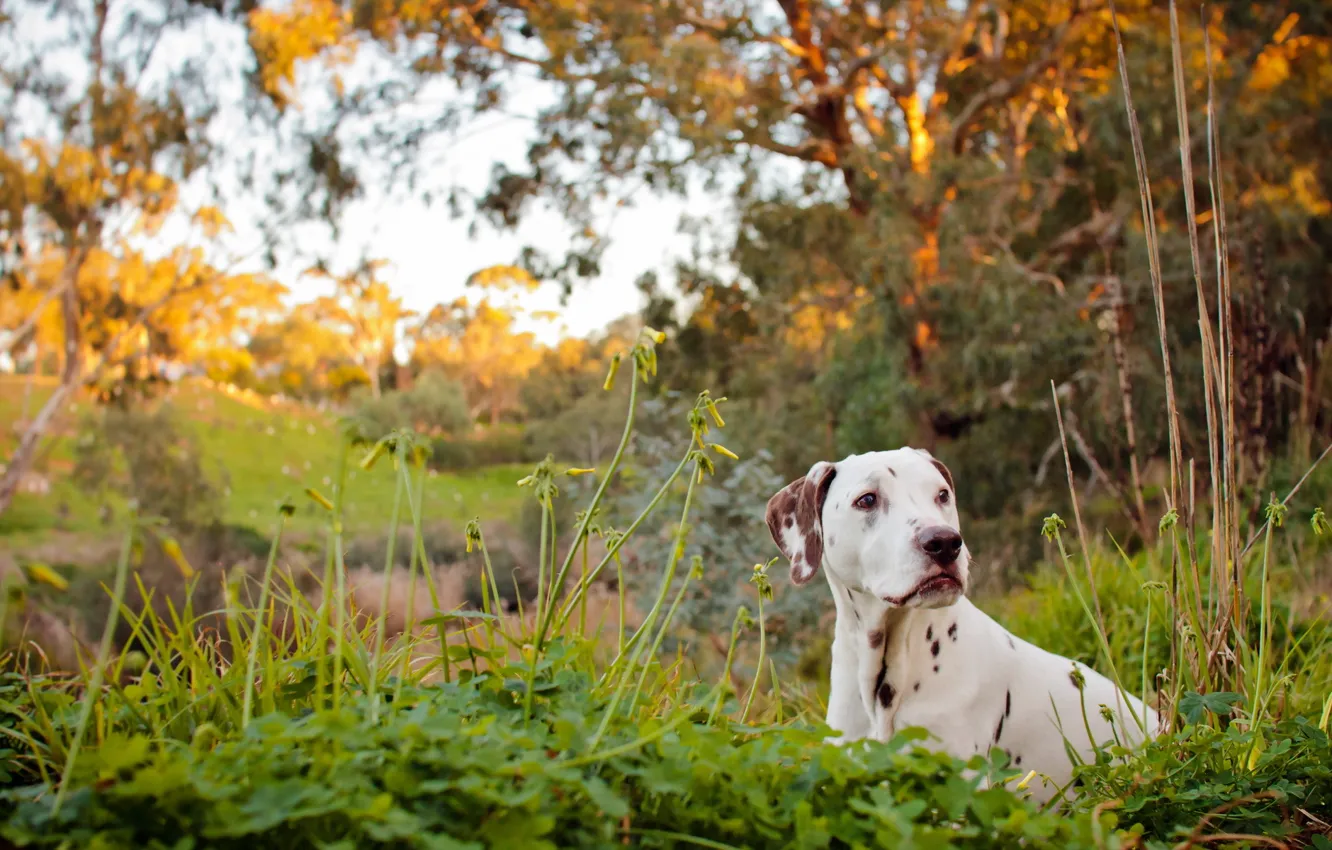 Фото обои river, dog, dalmatian