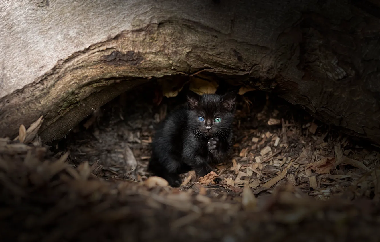 Фото обои кошка, взгляд, природа, темный фон, котенок, дерево, черный, малыш