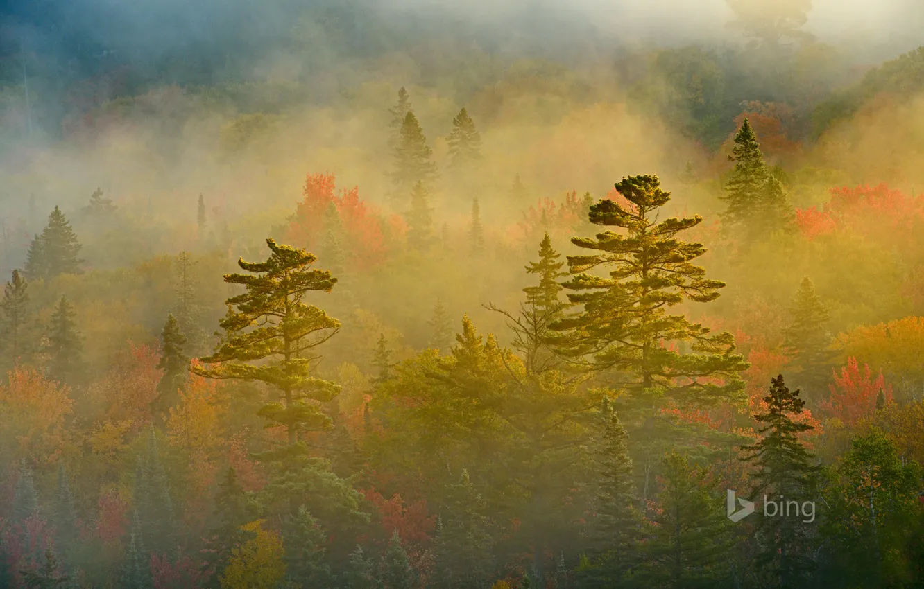 Фото обои осень, лес, туман, Канада, Онтарио, Lake Superior Provincial Park