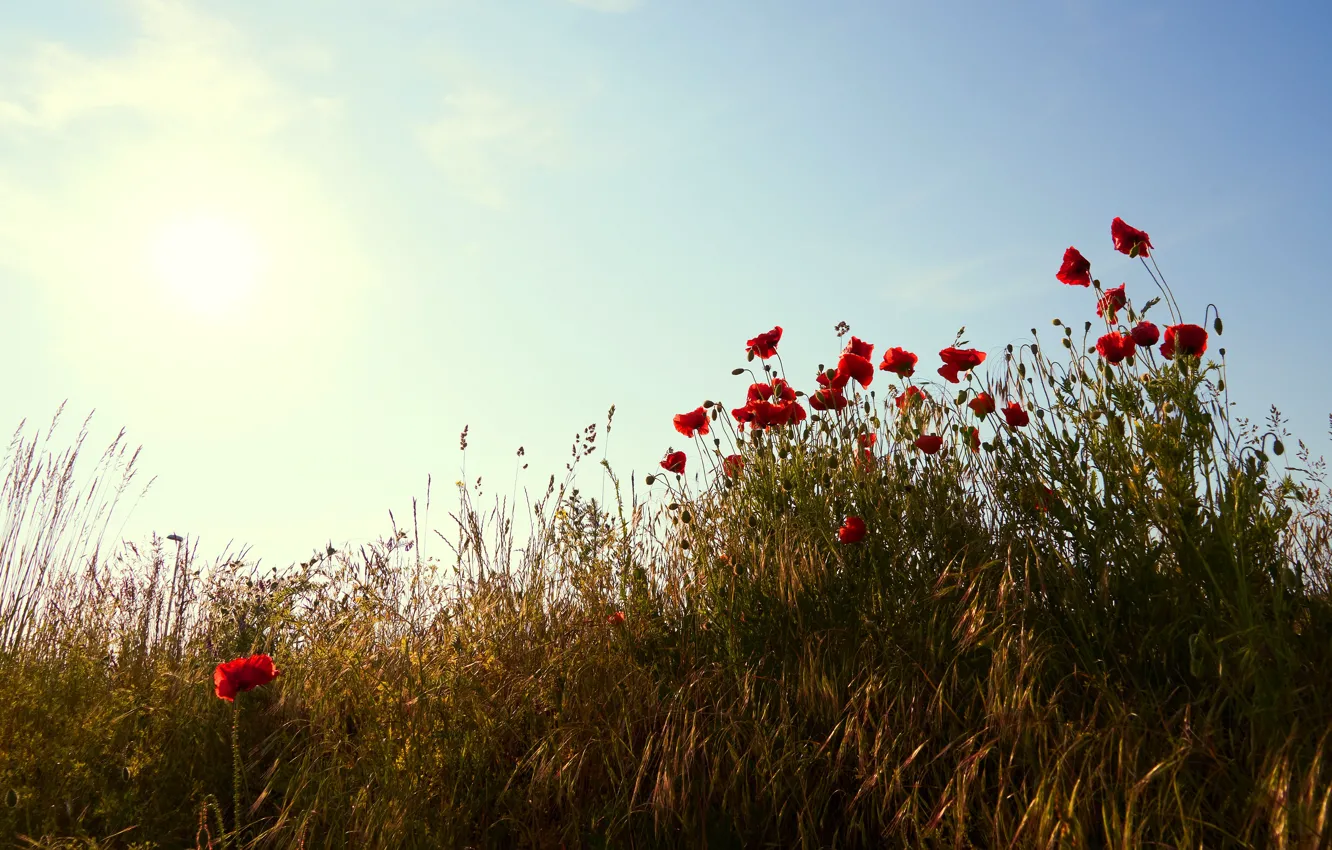 Фото обои поле, лето, небо, солнце, свет, цветы, рожь, маки